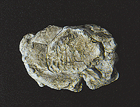 785-1237  -  Rock mold wind rock