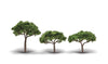 785-3555  -  Canopy Trees 3/