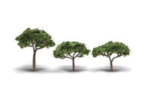 785-3555  -  Canopy Trees 3/