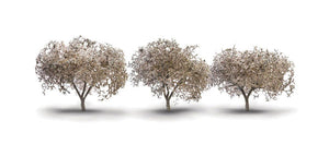 785-3594  -  Cherry Blossom Trees 3/