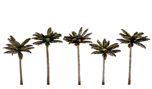 785-3597  -  Palm Trees Small 5/