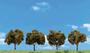 785-3592  -  Orange Tree 2"-3" 4/