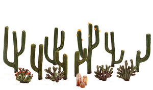 785-3600  -  Cactus Plants 13/