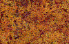 785-56  -  Foliage late fall