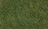 785-64  -  Coarse turf medium green