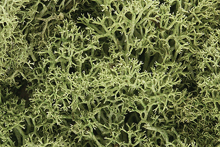 785-161  -  Lichen spring green 1.5qt