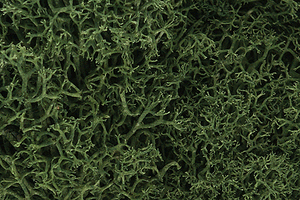 785-163  -  Lichen med green    1.5qt