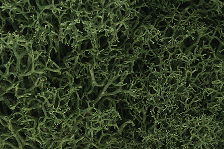 785-163  -  Lichen med green    1.5qt