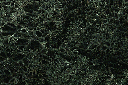 785-164  -  Lichen dark green   1.5qt