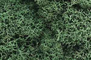 785-162  -  Lichen light green  1.5qt