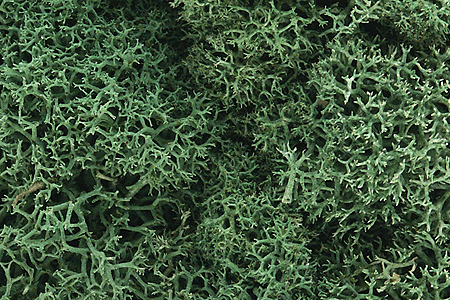 785-162  -  Lichen light green  1.5qt