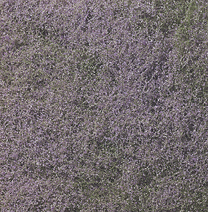 785-177  -  Flowering Foliage Purple