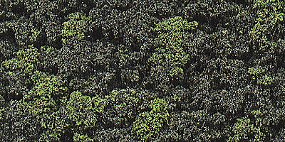 785-139  -  Undrbrsh Foliage Frst Bln
