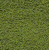 785-135  -  Underbrush Foliage Lt Grn