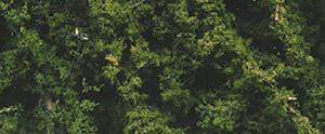 785-1130  -  Fine-Leaf Foliage Drk Grn