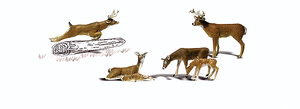 785-2738  -  White-Tail Deer 6/ - O Scale