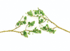 160-32645  -  Foliage Brnch Lgt Grn 60/