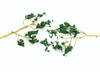 160-32646  -  Foliage Brnch Drk Grn 60/